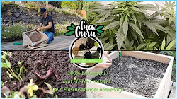 Grow Guru meets Almicanna