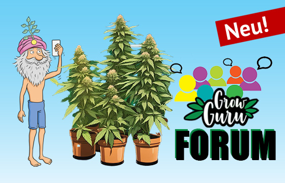 Cannabis Forum für Deine Grow-Reports