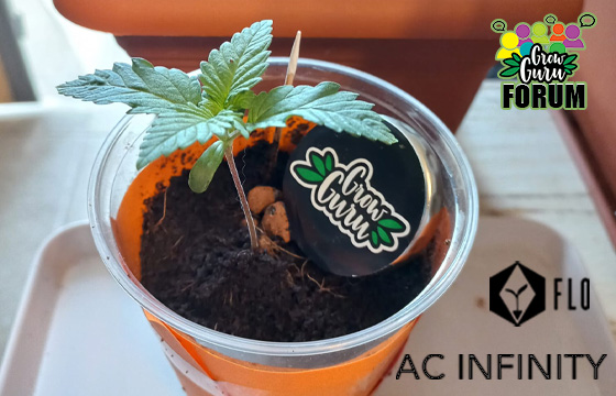 Grow Contest mit AC Infinity und Florganics