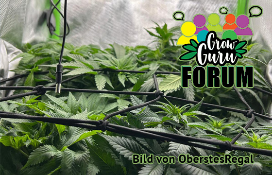 Bild im Forum Grow Contest von OberstesRegal