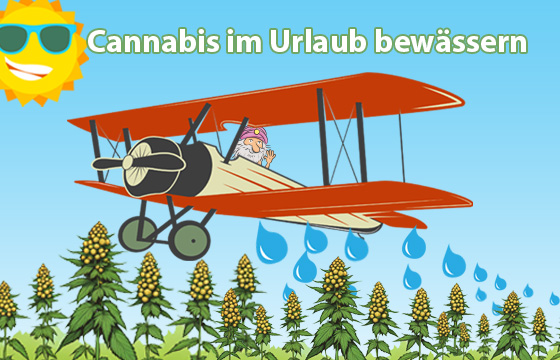 Tutorial: Cannabis im Urlaub richtig bewässern