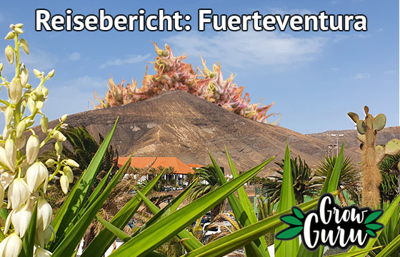 Reisebericht: Fuerteventura - Wo der Wind immer mitraucht