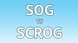 SOG vs SCROG: Zwei Anbautechniken im Fokus