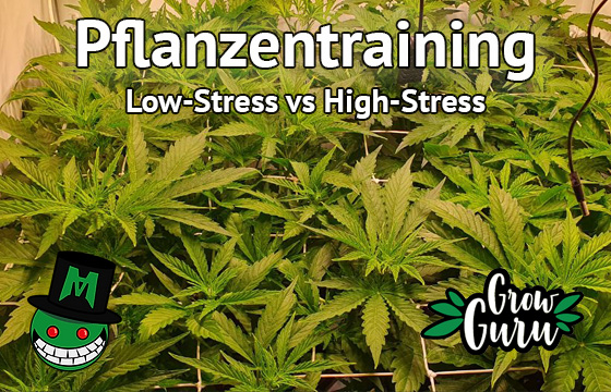 Pflanzentraining: Low-Stress vs High-Stress im Vergleich