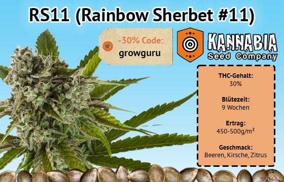 30% THC mit der RS11 von Kannabia