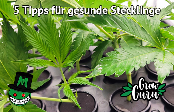 5 Tipps für gesunde Stecklinge