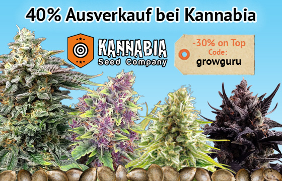 40% Sale bei Kannabia mit 30% on Top durch Grow-Guru Gutschein