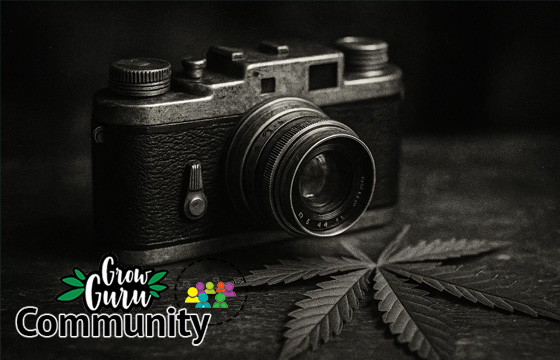 Foto Contest im Forum zum Motto Tanz der trichome
