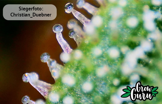 Siegerfoto zum Tanz der Trichome