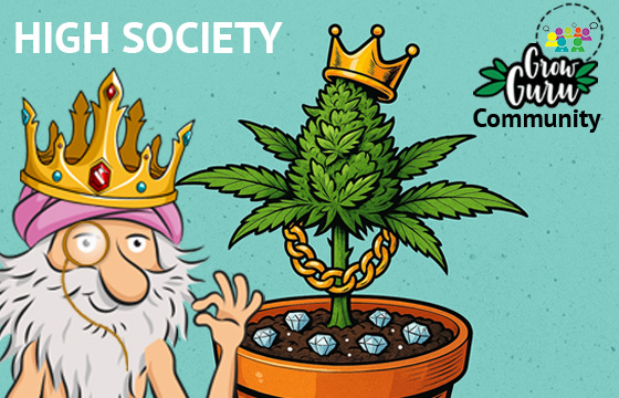High Society – Kronen, Ketten & Champagner