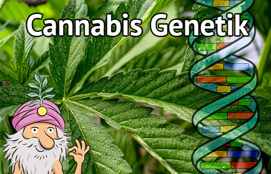 Alles über die Genetik von Cannabis